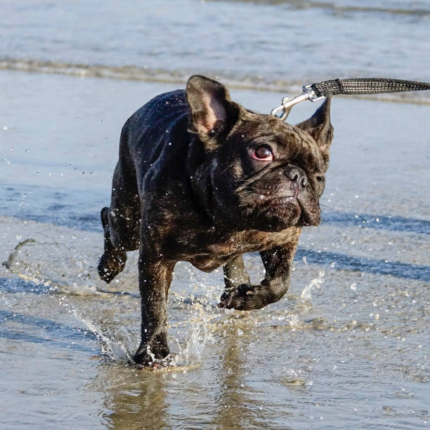 istock French Bulldog Running at Beach 953853294