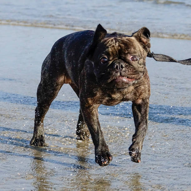 istock French Bulldog Running at Beach 953853302