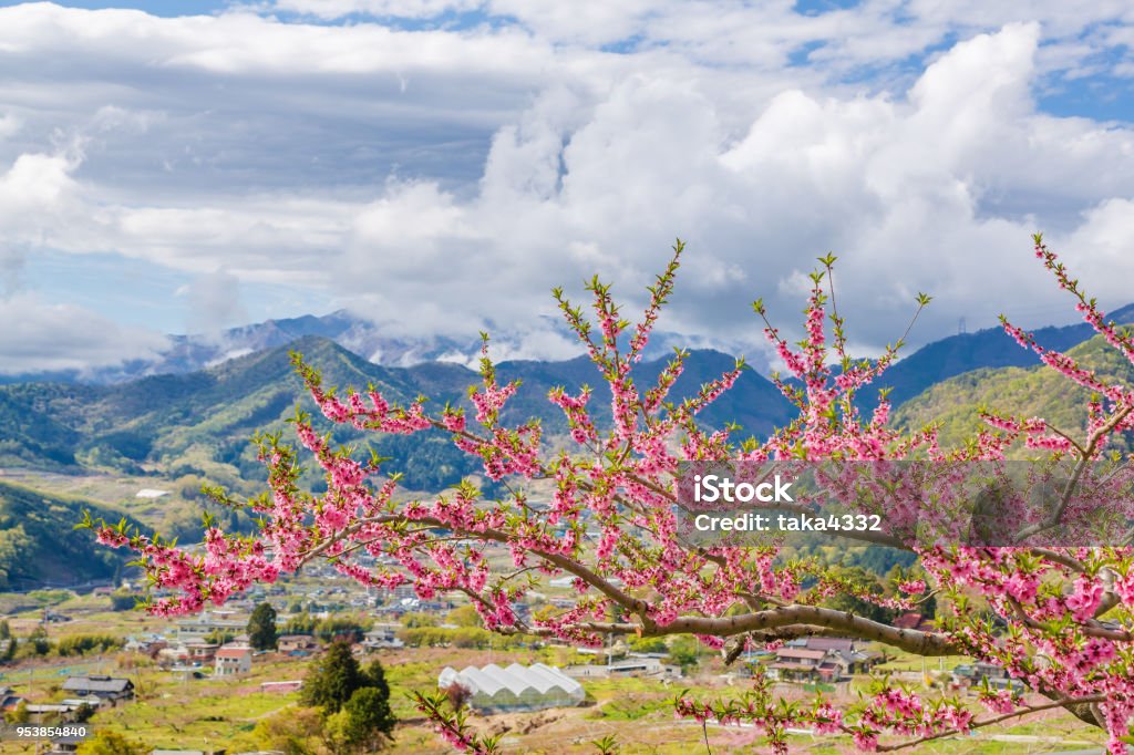 Peach tree and mountain April Stock Photo