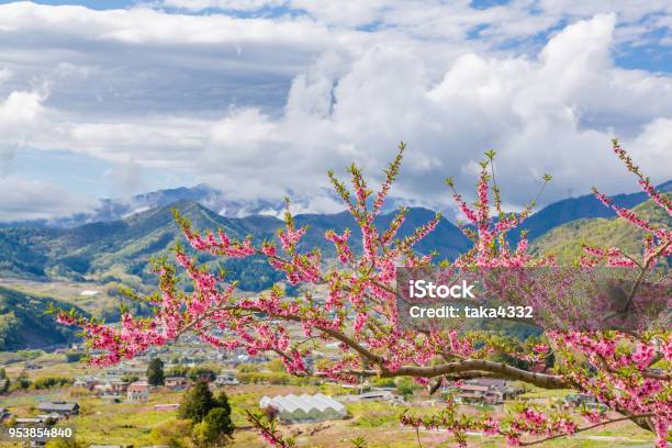 Peach Tree And Mountain Stock Photo - Download Image Now - April, Beauty, Bright