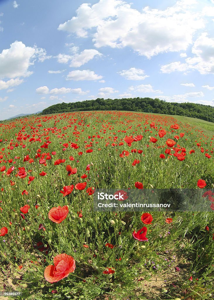 Rojo poppies en green field - Foto de stock de Agricultura libre de derechos