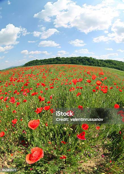 Rojo Poppies En Green Field Foto de stock y más banco de imágenes de Agricultura - Agricultura, Aire libre, Amapola - Planta