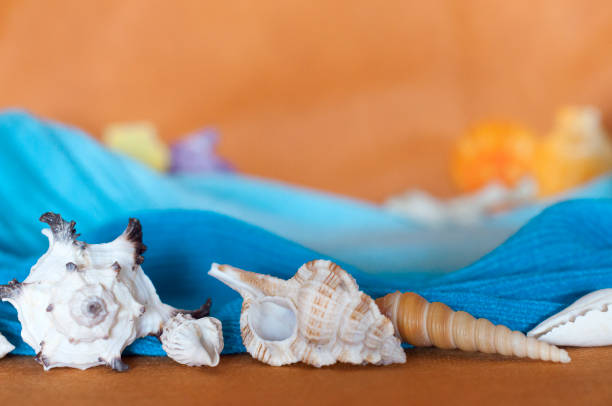 istock beautiful seashells on an orange background 953858318