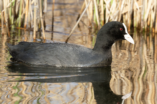 Coot swimming in pond