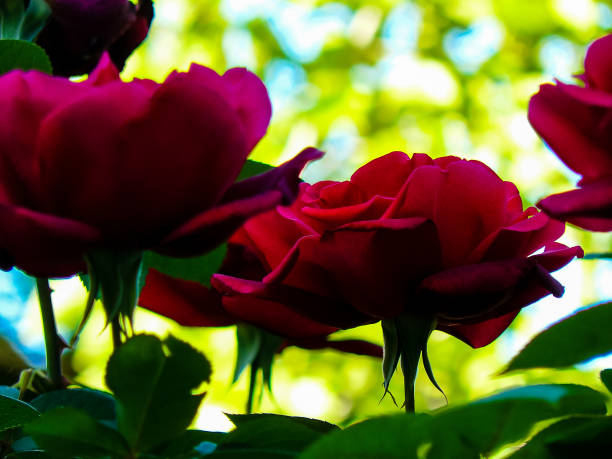 closeup of colorful flowers from Jerusalem