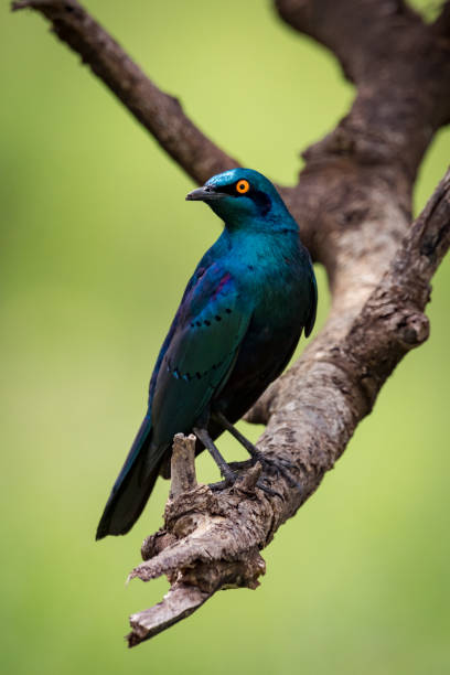 mehr blau-eared starling zweig kopf einschalten - greater blue eared glossy starling stock-fotos und bilder