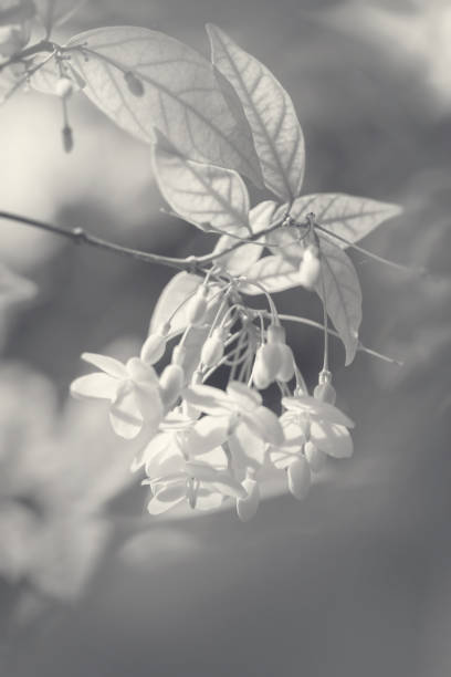 istock White flowers, Water Jasmine/Wrightia religiosa. 953861980