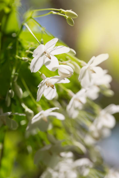 istock White flowers, Water Jasmine/Wrightia religiosa. 953861996
