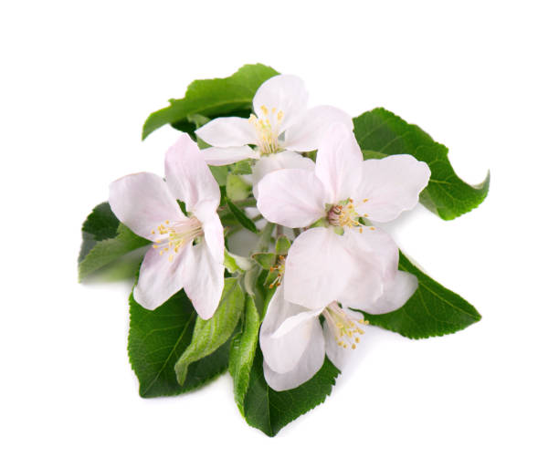 istock Apple tree flowers isolated on white background. Spring blossoms 953862366
