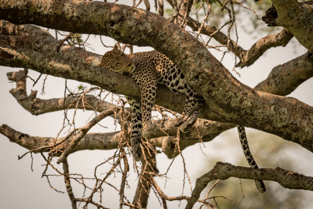 istock Leopard sleeping on shady branch of tree 953865816