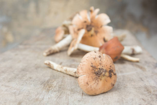 istock Close up, Termitomyces fuliginosus Heim mushroom 953866174