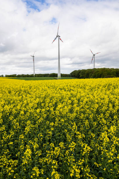 istock Windmills in rapeseed field. Germany 953866600