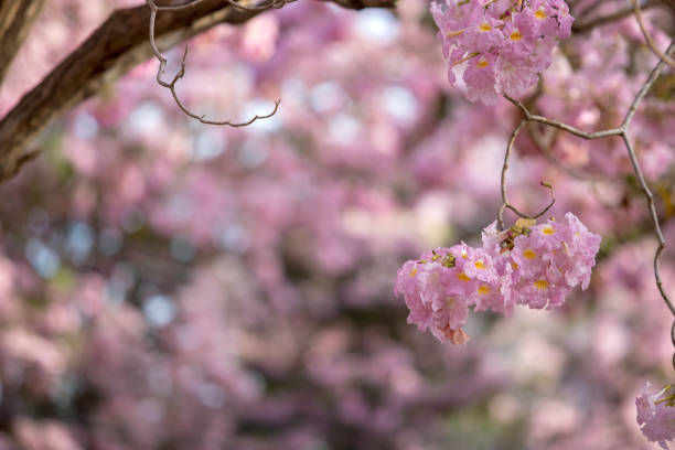 istock Tabebuia rosea blossom 953867080