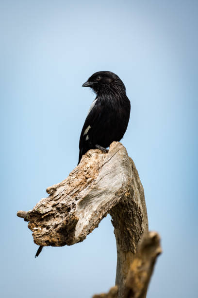 istock Magpie shrike looks left on dead branch 953875204
