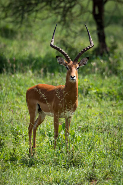 istock Male impala facing camera in grassy meadow 953875594