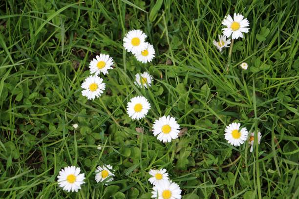 istock daisys in the garden 953875816