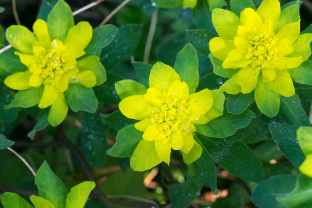 istock Euphorbia, spurge yellow flower 953875994