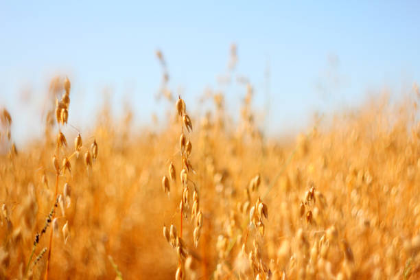 Oat crop in natural habitat