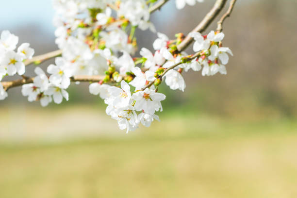 istock Beautiful cherry blossom or sakura in   japanese  in spring time. 953878680