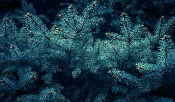 istock Pine branch tree texture background.nature christmas concepts 953880038