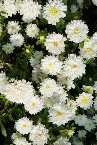 Many whiteChrysanthemum flowers