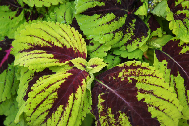 istock Coleus Kong Red green plant 953880508