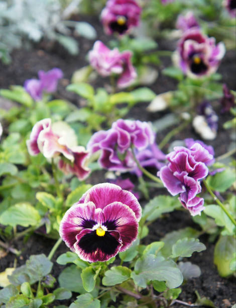 istock Purple pansy flowers in garden 953880608