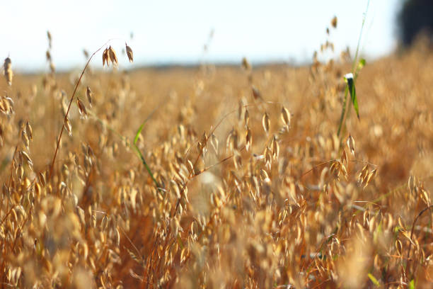 istock Golden oat field on sunny day 953883426