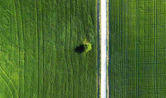 Alone tree on the field and road. Agricultural landscape from air