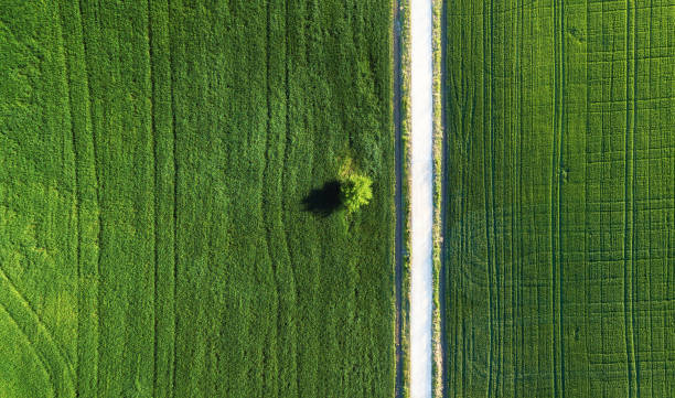alone tree on the field and road. agricultural landscape from air - grass area field air sky imagens e fotografias de stock