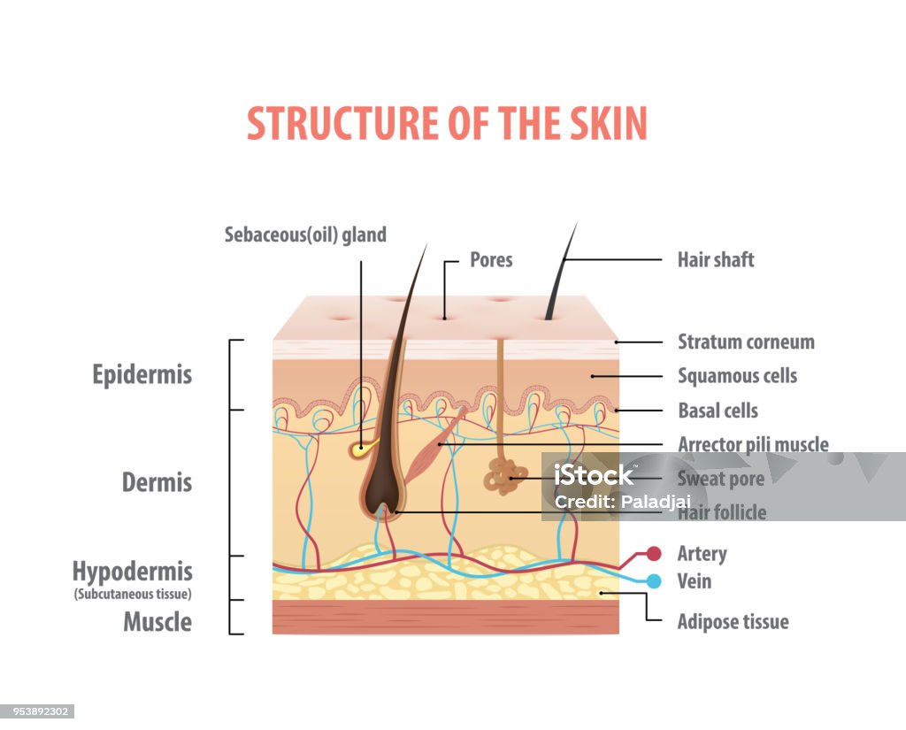 Vol.2 la estructura del vector de ilustración de gráficos de piel información sobre fondo blanco. Concepto de belleza. - arte vectorial de Piel - Partes del cuerpo libre de derechos