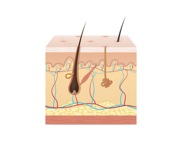 istock Vol.2 Structure of the skin illustration vector on white background. Beauty concept. 953892304