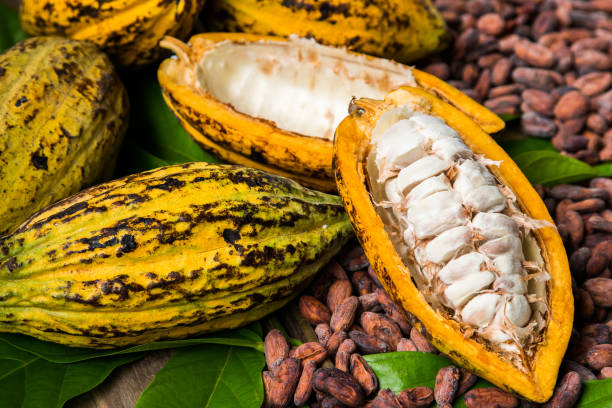istock Cocoa beans and cocoa pod on a wooden surface. 953892434