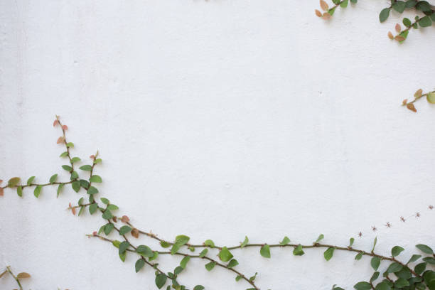 istock Green Creeper Plant on white wall 953892746
