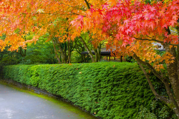 Strolling path in Japanese Garden lined with maple trees fall season colors Strolling path in Japanese Garden lined with maple trees in fall season colors portland japanese garden stock pictures, royalty-free photos & images