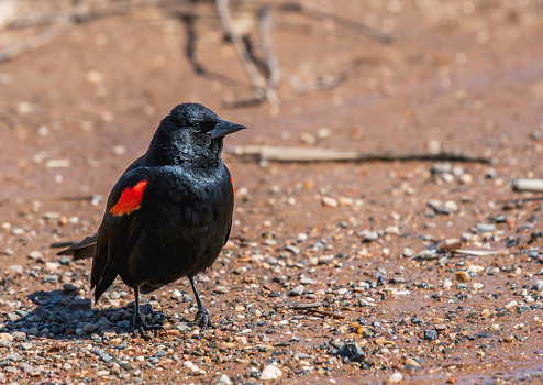 A Red-Winged Blackbird poses for his photo on the shoreline
