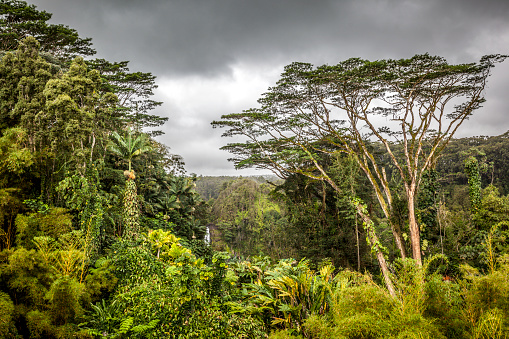 akaka falls surrounded with huge vegetation at the akaka falls state park on big island, hawaii islands, usa.
