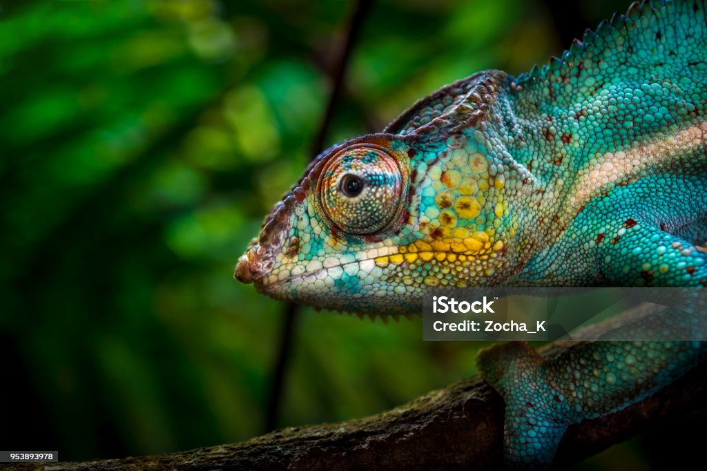 Chameleon on tree Close-up of a colorful chameleon on a tree. Although it seems easily visible, vivid colors provide him an excellent camouflage in a tropical forest. (shallow DOF) Animal Stock Photo