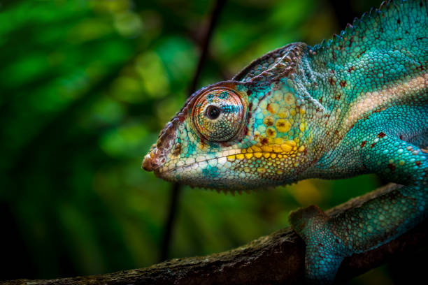 Chameleon on tree Close-up of a colorful chameleon on a tree. Although it seems easily visible, vivid colors provide him an excellent camouflage in a tropical forest. (shallow DOF) african animals stock pictures, royalty-free photos & images