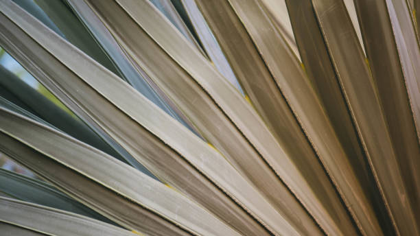 istock Bismarck palm leaves with light evening. 953894138