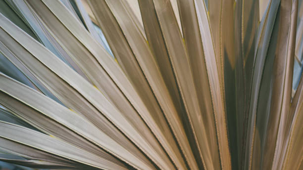 istock Bismarck palm leaves with light evening. 953895766