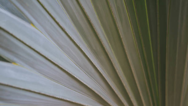 istock Bismarck palm leaves with light evening. 953896288
