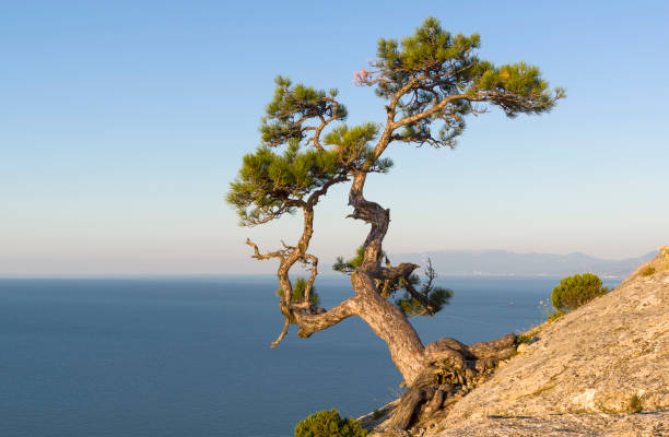 Vibrant and beautiful photo of a pine tree by the sea. View over the portuguese Sado River Estuary to the Atlantic Ocean and the city of Setubal - Portugal. Photo taken in the Arrabida Natural Park. Photo taken near to the Albarquel Beach.