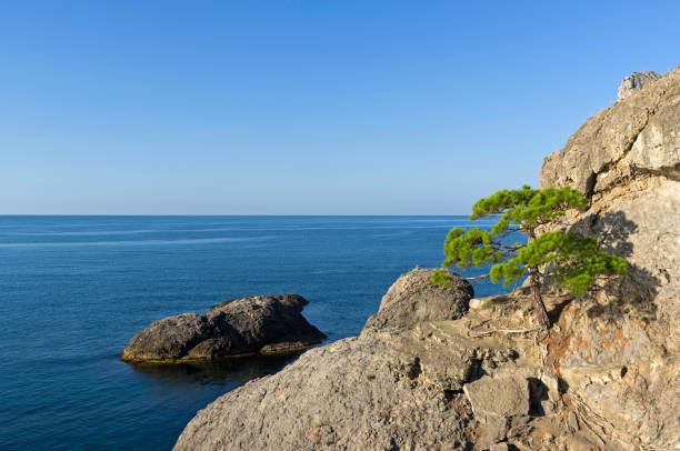 istock Relict pine on a steep rocky seashore. 953901080