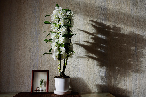 Flowers of White Nobile Dendrobium and frame on the table in the room
