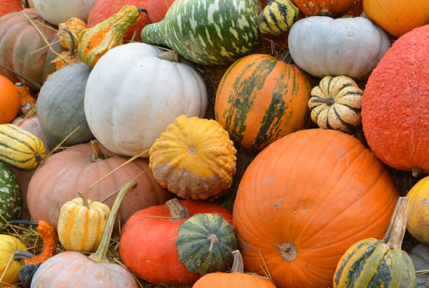 istock Autumn halloween pumpkins 953905082