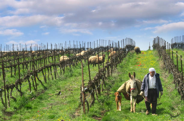pastore druso con il suo gregge e asino e cane sulle alture del golan, israele, 4 marzo 2018 - sheep flock of sheep pasture mountain foto e immagini stock