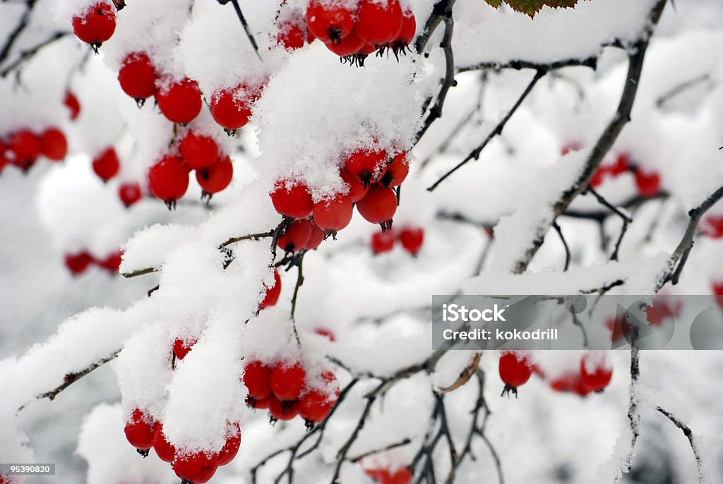 red berries with snow  Berry Fruit Stock Photo