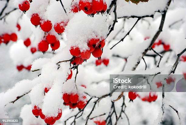 Red Berries With Snow Stock Photo - Download Image Now - Berry Fruit, Branch - Plant Part, Bright