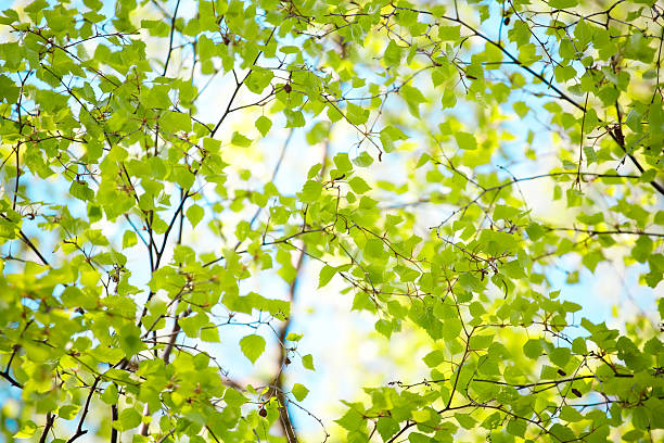 Fresh leaves in forest stock photo